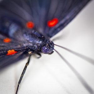 [Quebrantahuesos y Treparriscos]