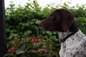 [Quebrantahuesos y Treparriscos]