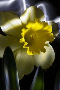 [Quebrantahuesos y Treparriscos]