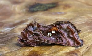 [Quebrantahuesos y Treparriscos]