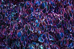 [Veloturk Gran Fondo Çeşme]