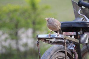 [L’Étape Türkiye cycling]