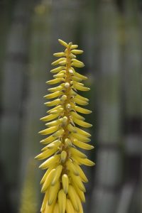 [Veloturk Gran Fondo Çeşme]