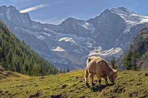 [Veloturk Gran Fondo Çeşme]