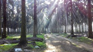 [L’Étape Türkiye cycling]
