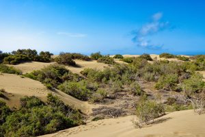 [Veloturk Gran Fondo Çeşme]