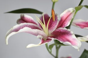 [Veloturk Gran Fondo Çeşme]