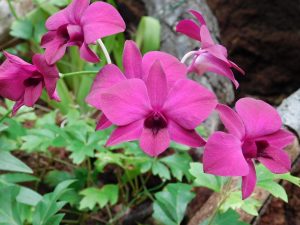 [Veloturk Gran Fondo Çeşme]