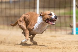 [Race Across America cycling]