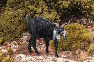 [Gran Fondo Nirvana Antalya cycling]