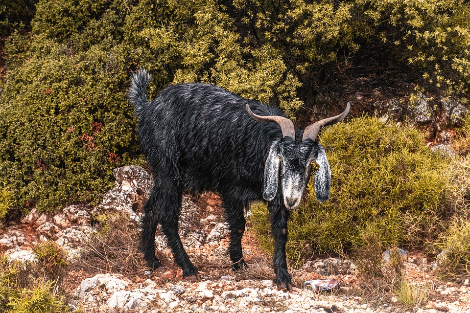 [Gran Fondo Nirvana Antalya cycling]