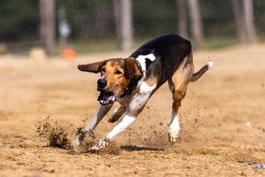 [Race Across America cycling]